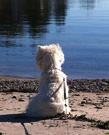 4:e plats Speedy. Ins�nt av Karin S�derqvist, Bromma. Hedersomn�mnande