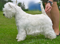  Tails Up La Vie En Rose