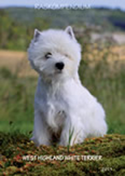 Raskompendiet beskriver rasen detaljerat med ord och bild utifrn standarden med kommentarer. Bilderna visar utmrkta hundar av korrekt rastyp. Pris: 50 kr inkl porto. 