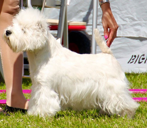 2. �rets Tik SE UCH DK UCH Tails Up D�j� Vu "Belle". �gare: Anna och Helena Wikstr�m, Str�velstorp.