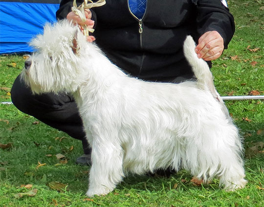 8. SE UCH Rowdycharm Newton �Mascot�, �gare Bengt-�ke Lind, Sollentuna