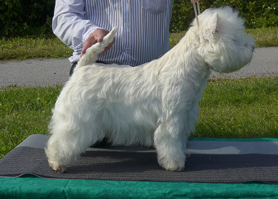 Comdale Precious Pearl, BIS-junior