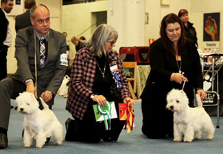 Royal Attitude vom Deipen Brook