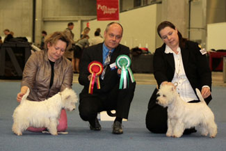 Royal Attitude vom Deipen Brook