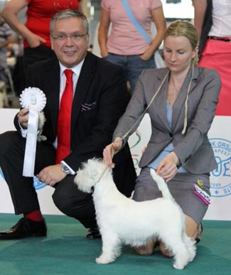 Tails Up Tigers First Love