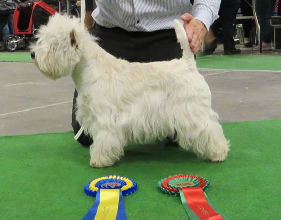 Quennell Opoka 2 b�sta hane, Cert, R-CACIB Ny svensk champion